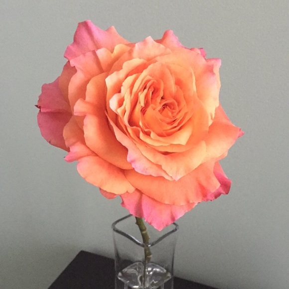 Meet your Posher - Picture 1 of 1